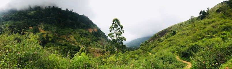 Obraz premium Beautiful landscape of rain forest in Sri Lanka