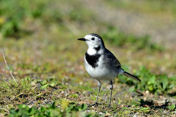  lavandera blanca en el césped del parque (Motacilla alba) Marbella Andalucía España