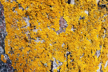 Closeup of a tree bark texture with moss