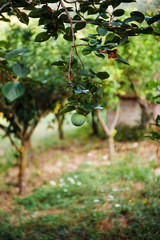 Green garden with apple three at sunny summer day. Focus at one apple 