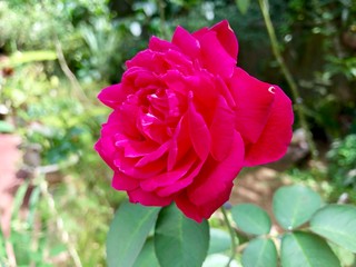 Beautiful flower captured in Sri Lanka