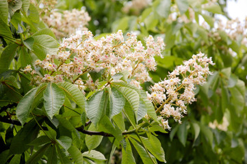 Castanea, alley of spring trees