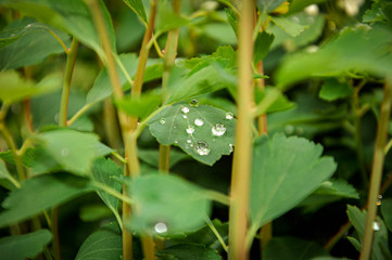 green leaves with raindrops, green background
