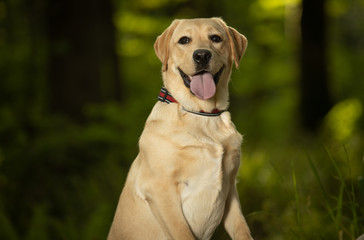 Cute yellow labrador puppy with tongue out in the forest