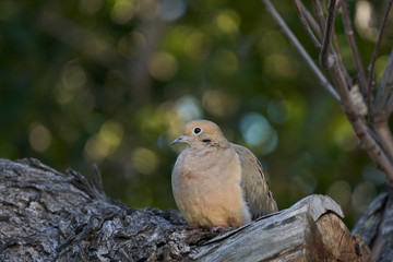 Pigeon Morning Dove Resting in forest tan.  On Maple Branch Looking Left and Right.