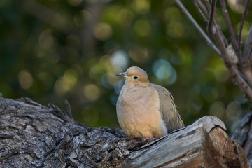 Pigeon Morning Dove Resting in forest tan.  On Maple Branch Looking Left and Right.