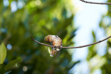 Hummingbird Brown Resting on Maple branch. Preening feathers.  Different head positions.  Looking left and Right.