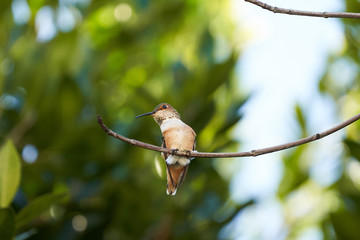 Hummingbird Brown Resting on Maple branch. Preening feathers.  Different head positions.  Looking left and Right.