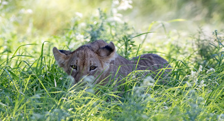 Lion Cub Hiding