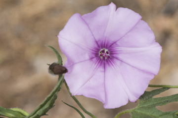 Convolvulus althaeoides mallow bindweed climbing plant with large bell-shaped purple pink flowers...