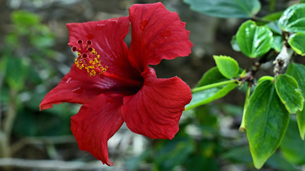 Red beautiful hibiscus on the garden