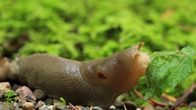 Small banana slug seen up close and personal as it enjoys eating a leafy meal