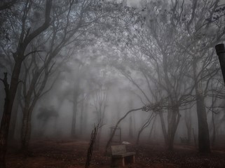 fog in the forest