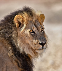 Lion Portrait