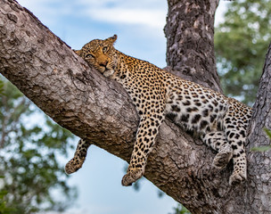 Leopard Relaxing in Tree