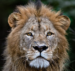 Lion Stare