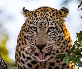 Fototapeta na wymiar Big Male Leopard