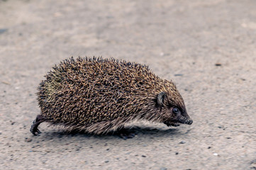 hedgehog running on asphalt