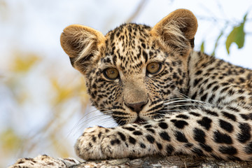 Staring Leopard Cub