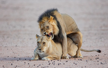 Mating Lions