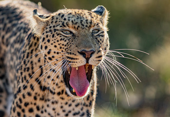 Leopard Yawn