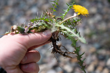Caucasian had holding pulled dandelion with tap root attached