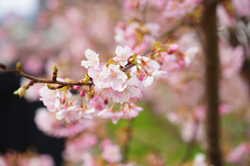 咲き始めの河津桜