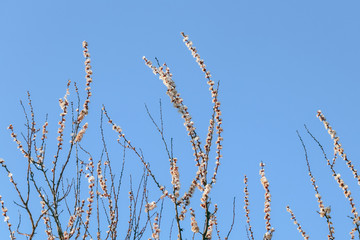 blooming tree branches against the blue sky