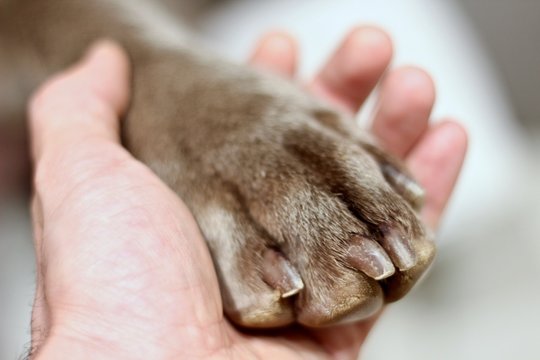 Pata de perro y mano humana