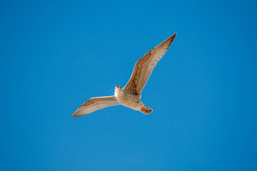 Fliegende junge Möwe