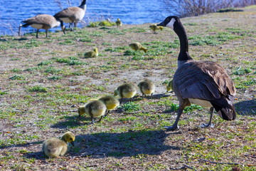The Canada goose is a large wild goose with baby geese, called goslings in spring Gatineau, Quebec