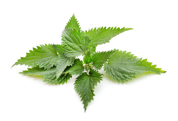 Green nettle with bloom.