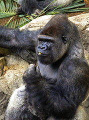 Gorillas from the zoo on the island of Tenerife