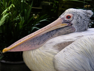 pink pelican in thai zoo