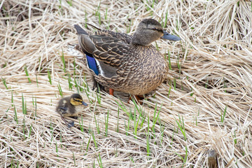 Mallard and ducklings