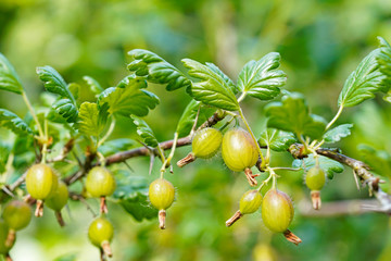 Gooseberries growing on the branch, green blurred background. 