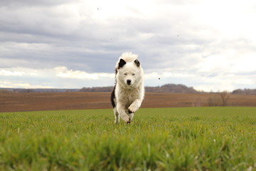 Obraz premium the Yakutian Laika