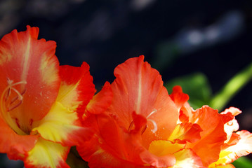 orange flower in a garden 1
