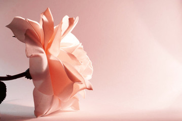 pink rose photography in  studio      