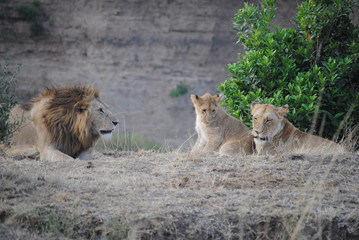 Lion Family