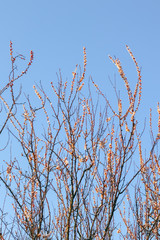 blooming tree branches against the blue sky