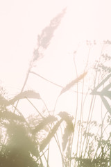 Shadows of flowers and grass from sunny lights