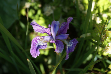 violet iris (iris sibrica) in the garden 1     