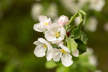 Fototapeta na wymiar Close-up of white Apple blossoms on a bright light green background. An image for creating a calendar, book, or postcard. Selective focus.