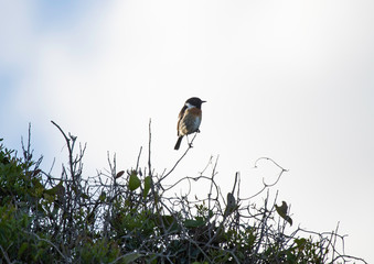 Common stonechat Saxicola rubrical perched defending its territory