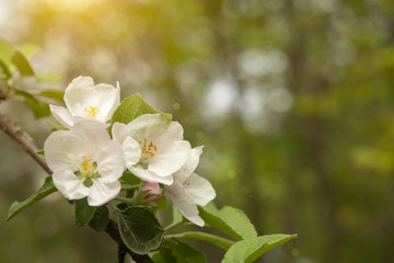 Fototapeta na wymiar Close-up of white Apple blossoms at sunrise. An image for creating a calendar, book, or postcard. Selective focus.
