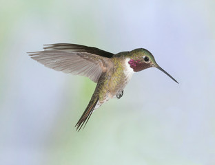 Fototapeta premium Broad-Tailed Hummingbird in Flight