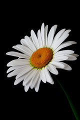 daisy flower growing on a black background