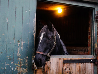 horse in stable