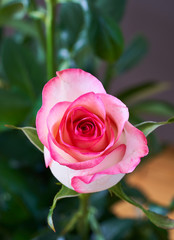red rose stands on a black background
